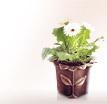 Blumentopf Pomona: Pflanztöpfe für das Grab aus Bronze